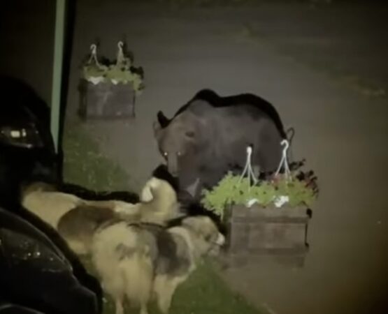 Urșii dau iama noaptea în parcările pensiunilor din zona Padina-Peștera: Recomandări importante pentru turiști și localnici