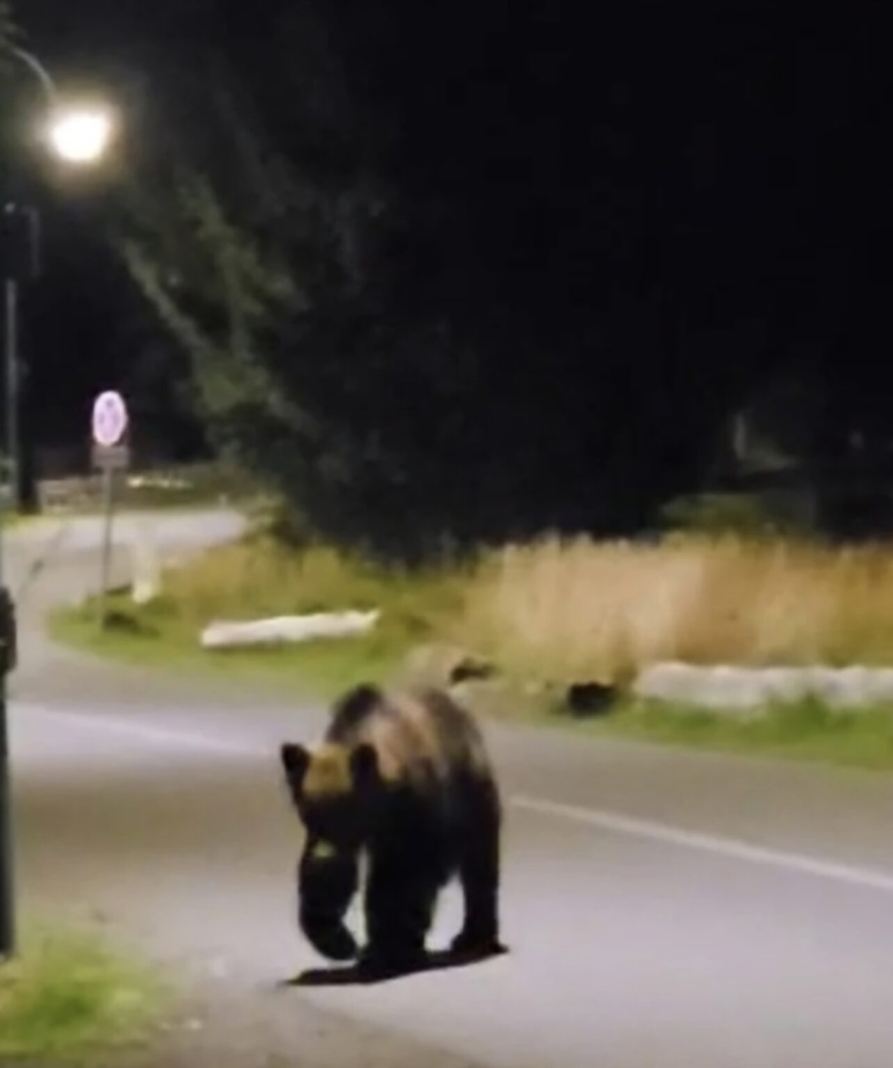 Urșii terorizează comunitățile dâmbovițene: Alertă la Moroeni Urșii terorizează comunitățile dâmbovițene: Alertă la Moroeni