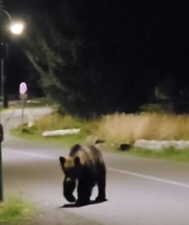 Urșii terorizează comunitățile dâmbovițene: Alertă la Moroeni