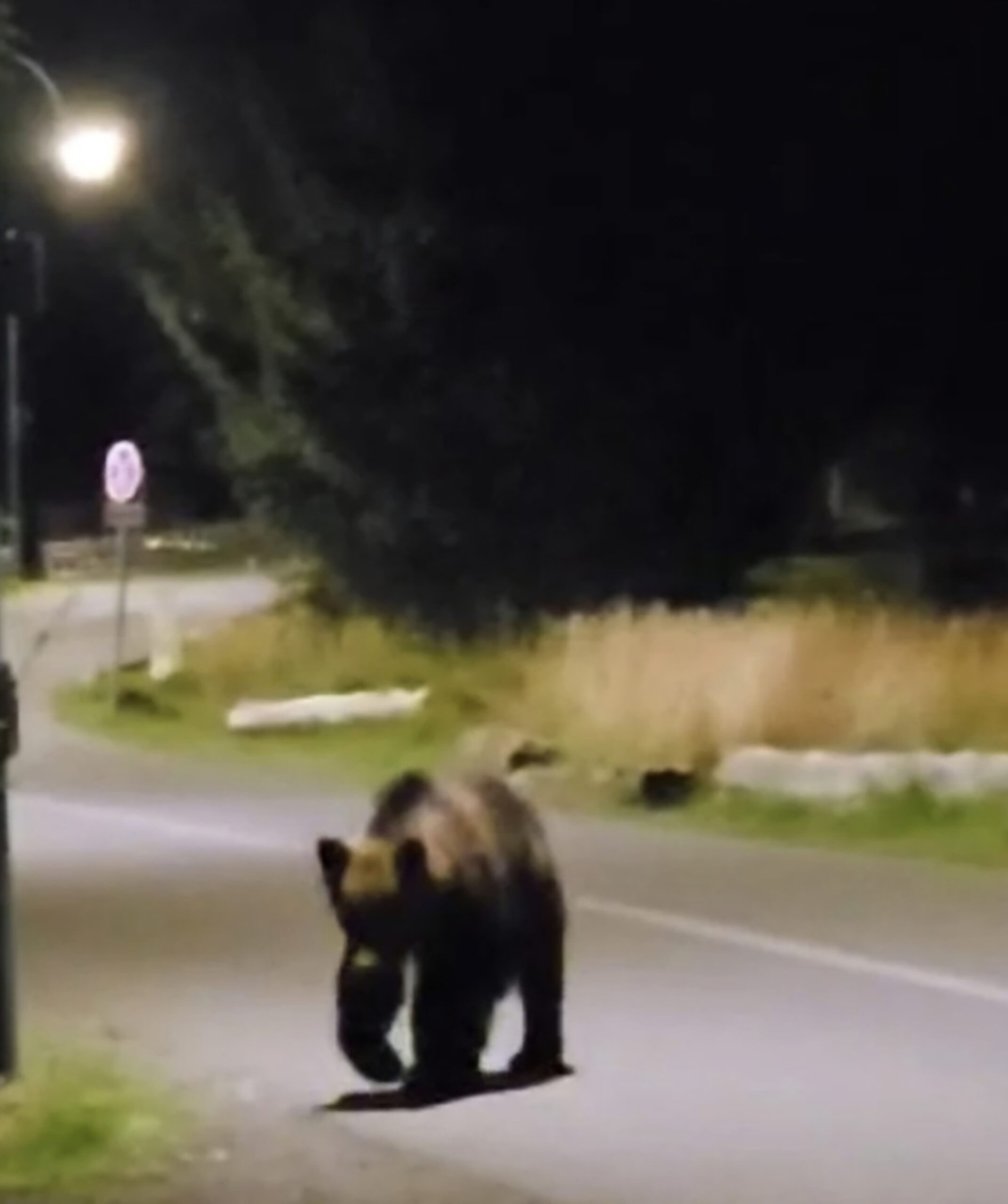 Urșii terorizează comunitățile dâmbovițene: Alertă la Moroeni