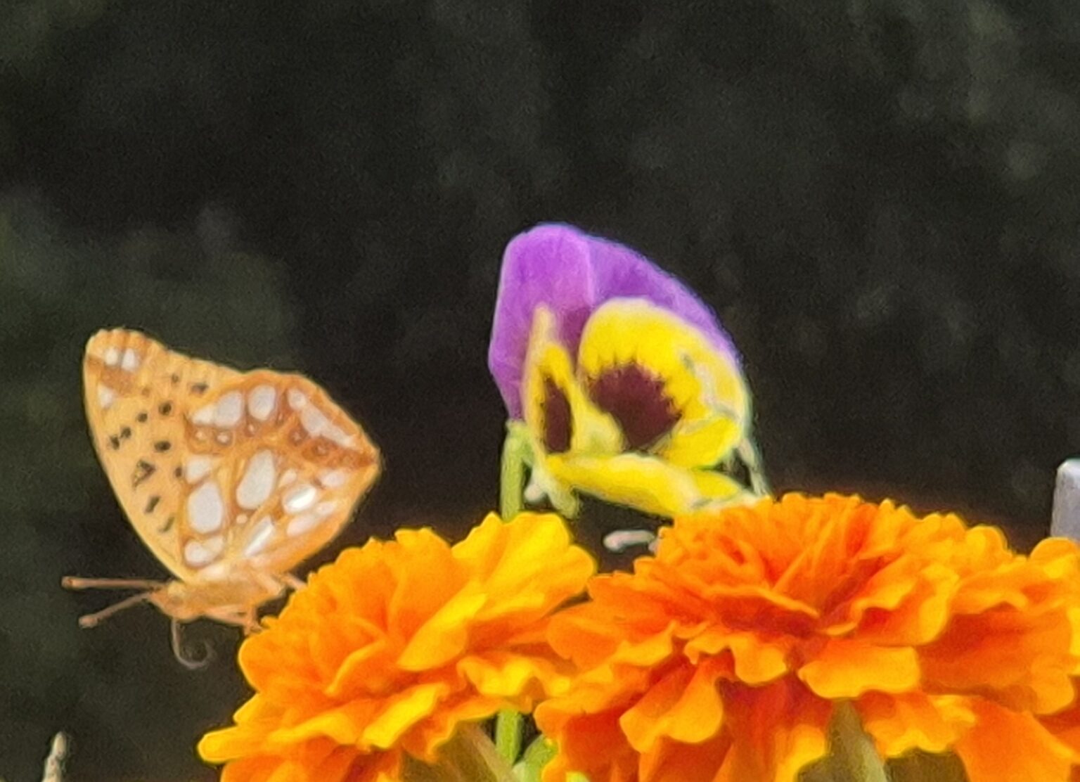 VAL DE CANICULĂ ÎN JUDEȚUL DÂMBOVIȚA VAL DE CANICULĂ ÎN JUDEȚUL DÂMBOVIȚA