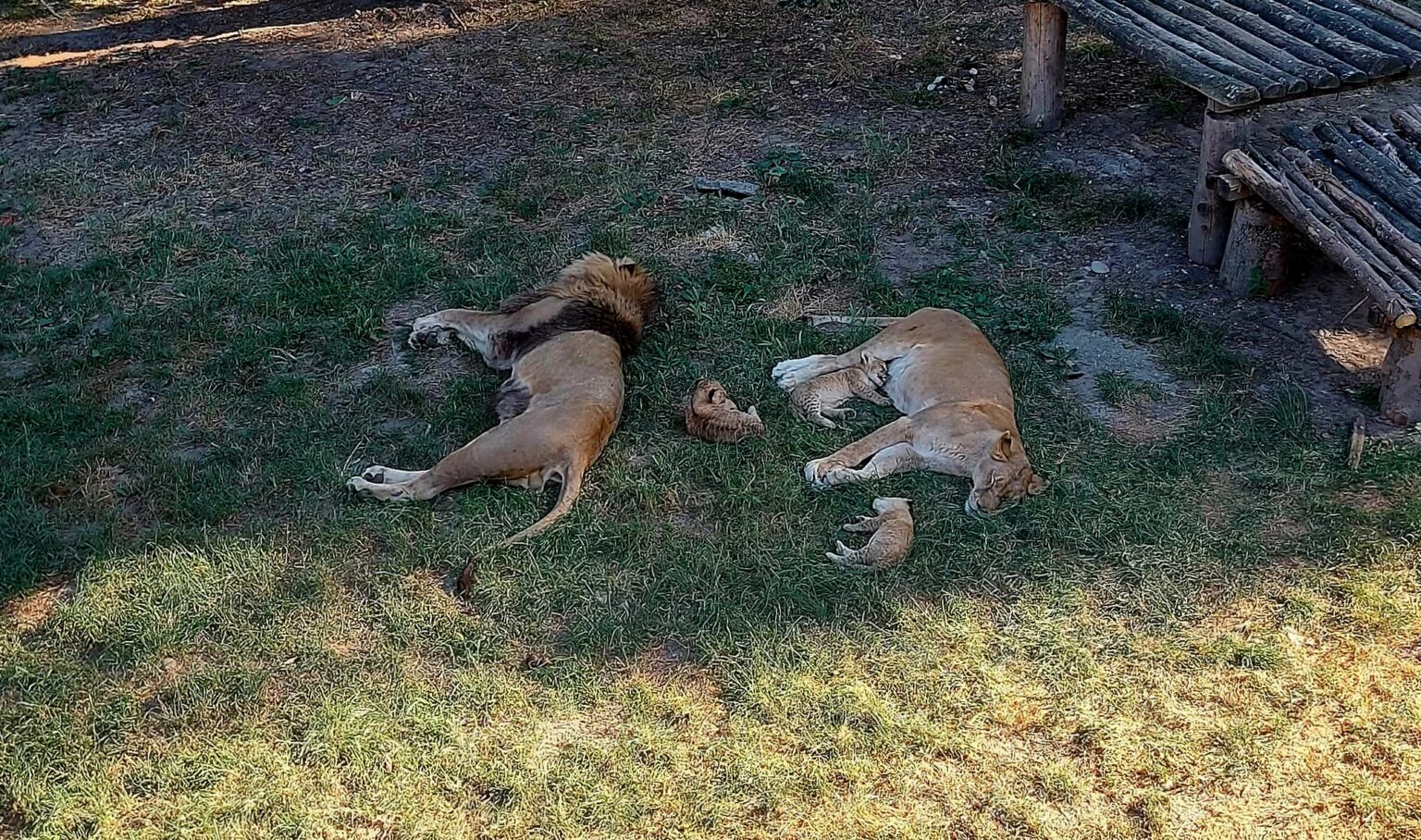Minune de vară la Zoo Târgoviște: Doi pui de leu s-au născut și cuceresc inimile vizitatorilor Minune de vară la Zoo Târgoviște: Doi pui de leu s-au născut și cuceresc inimile vizitatorilor