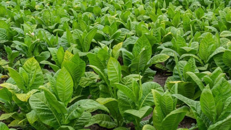 Poluarea si sanatatea plamanilor