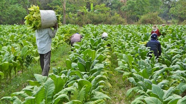 Sanatatea plamanilor si poluarea