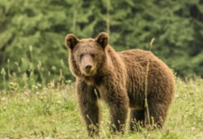 Atenție, ursul nu e o jucărie! Recomandări esențiale de la jandarmi pentru cetățenii din Dâmbovița Atenție, ursul nu e o jucărie! Recomandări esențiale de la jandarmi pentru cetățenii din Dâmbovița