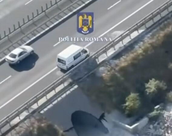Aviz amatorilor: Duba pe banda de urgență nu a scapat de ochii Poliției
