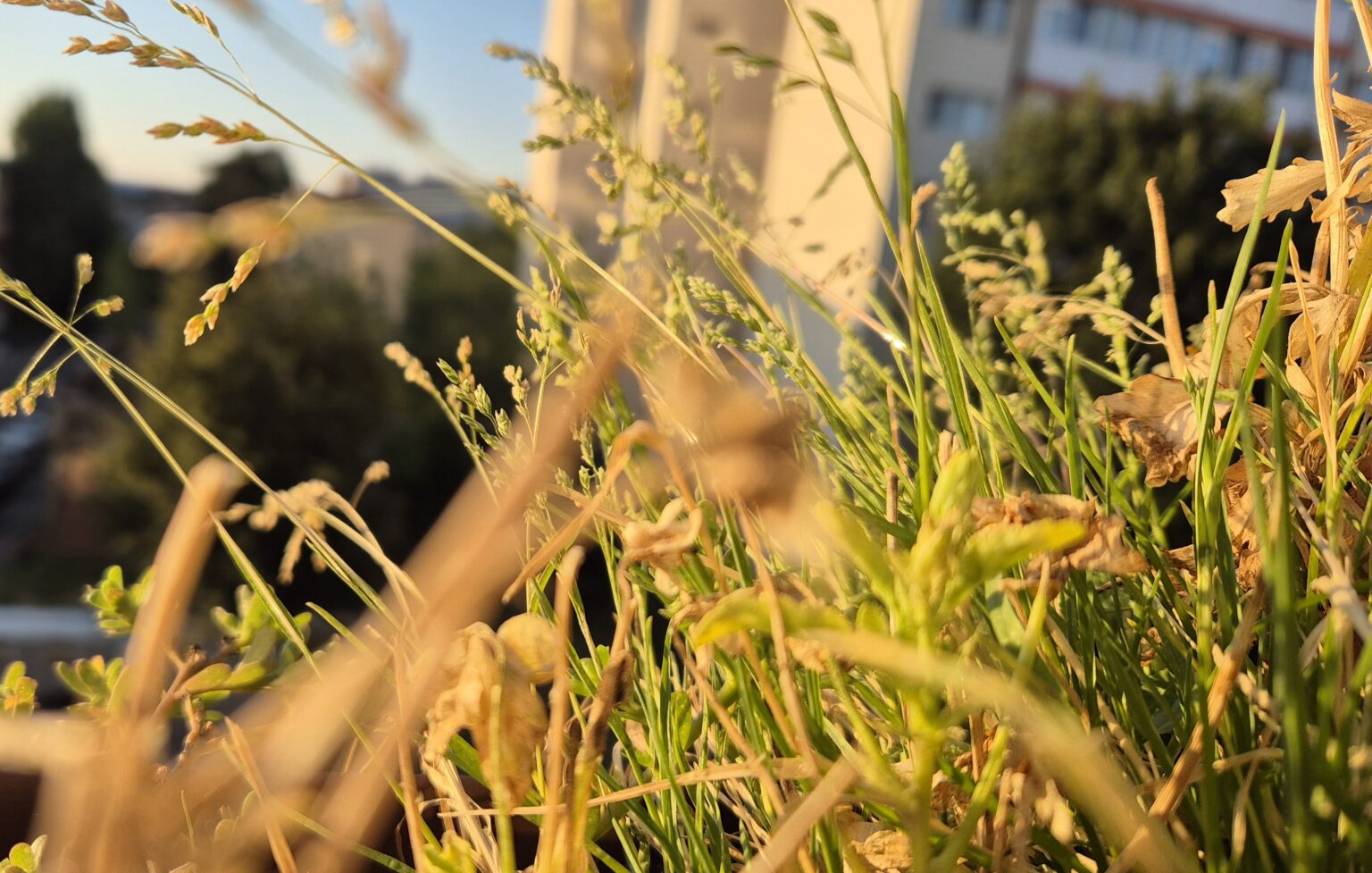 COD GALBEN de CANICULĂ în județul Dâmbovița, temperaturi de până la 37°C și disconfort termic accentuat astăzi, 15 august COD GALBEN de CANICULĂ în județul Dâmbovița, temperaturi de până la 37°C și disconfort termic accentuat astăzi, 15 august