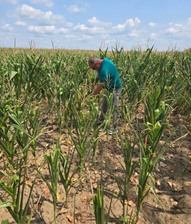 CULTURILE DIN DÂMBOVIȚA, ÎN PERICOL