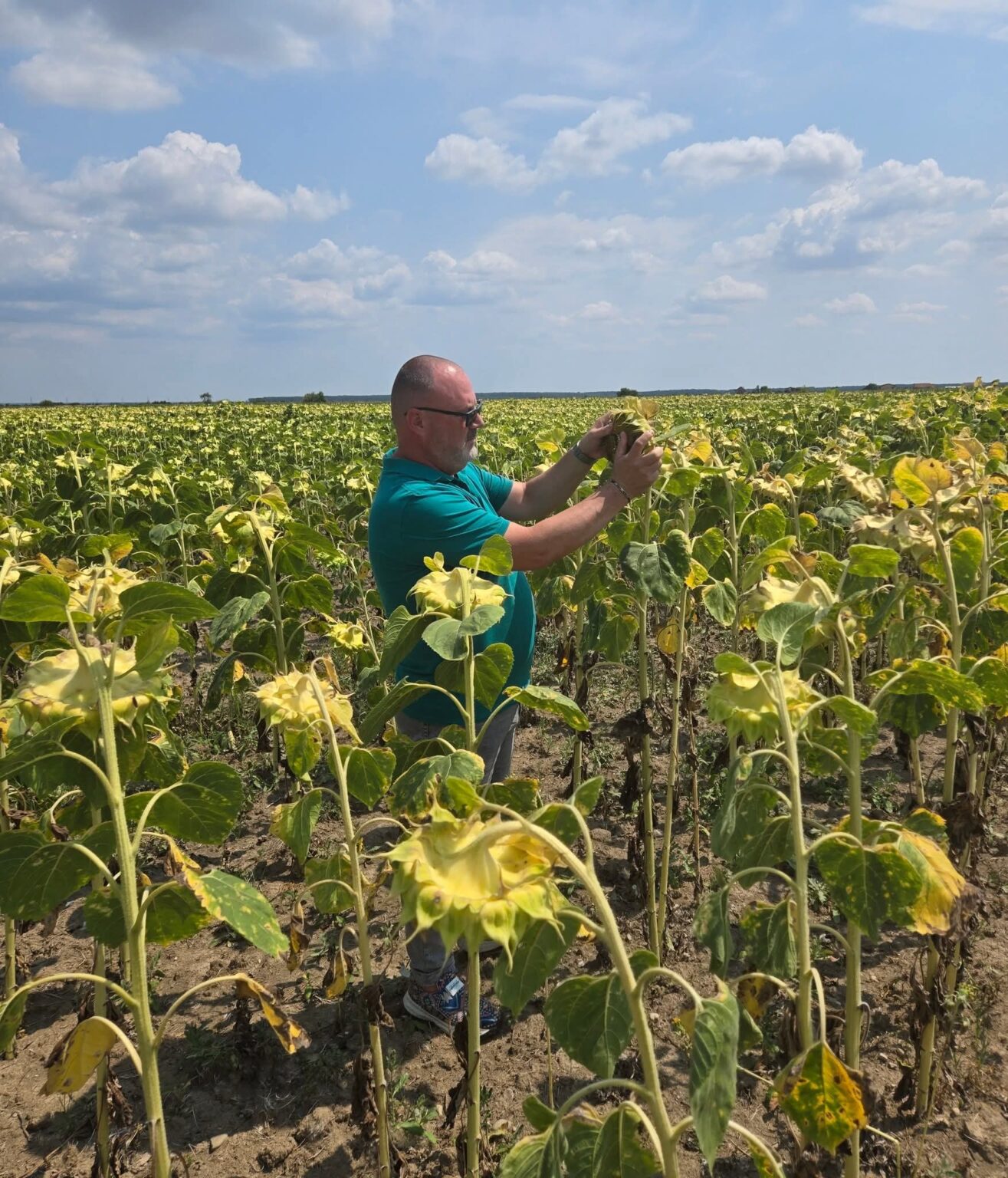 CULTURILE DIN DÂMBOVIȚA, ÎN PERICOL