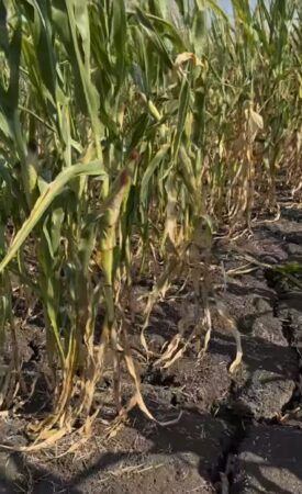 Fermierii din Dâmbovița, chemați de urgență să raporteze pagubele provocate de secetă