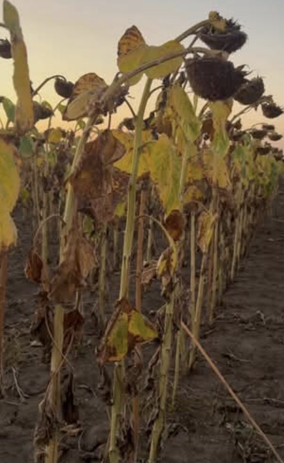 Fermierii din Dâmbovița, chemați de urgență să raporteze pagubele provocate de secetă