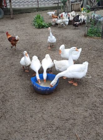 Gospodari români, atenție!  Trebuie să respectați limitele legale pentru creșterea animalelor în curte