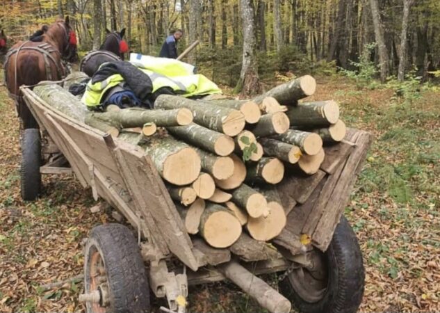 Hoții dau iama în pădurile din Dâmbovița 