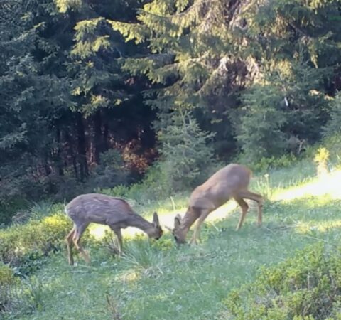 Legenda verii, între 15 august și 8 septembrie, timpul stă pe loc
