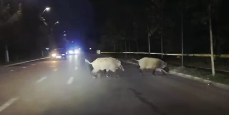 Porcii mistreți, pe bulevard: Aventură nocturnă în orașul Titu