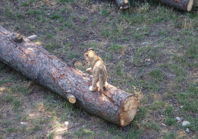 Puii de lei de la Zoo Târgoviște cuceresc inimile vizitatorilor