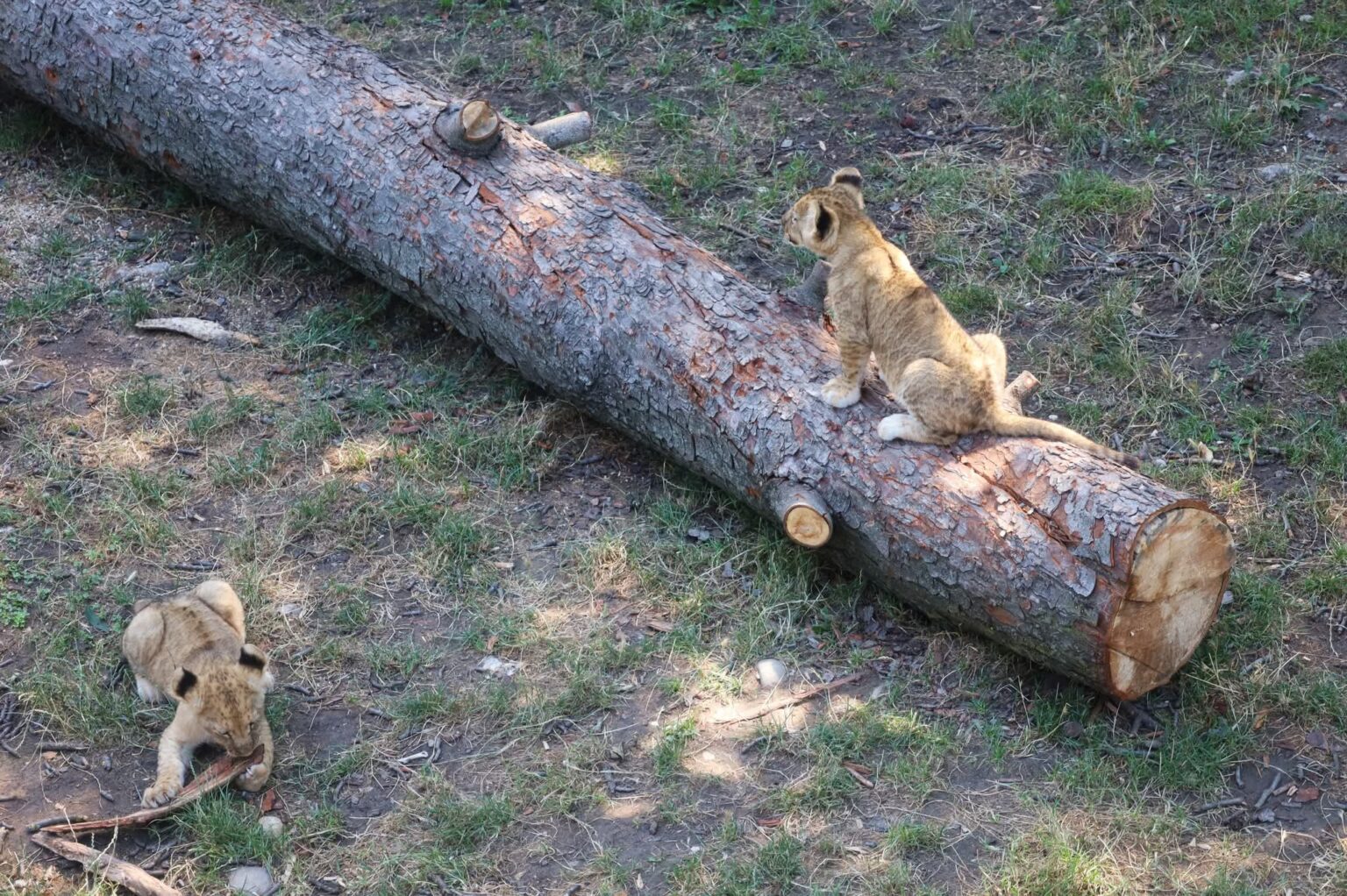 Puii de lei de la Zoo Târgoviște cuceresc inimile vizitatorilor