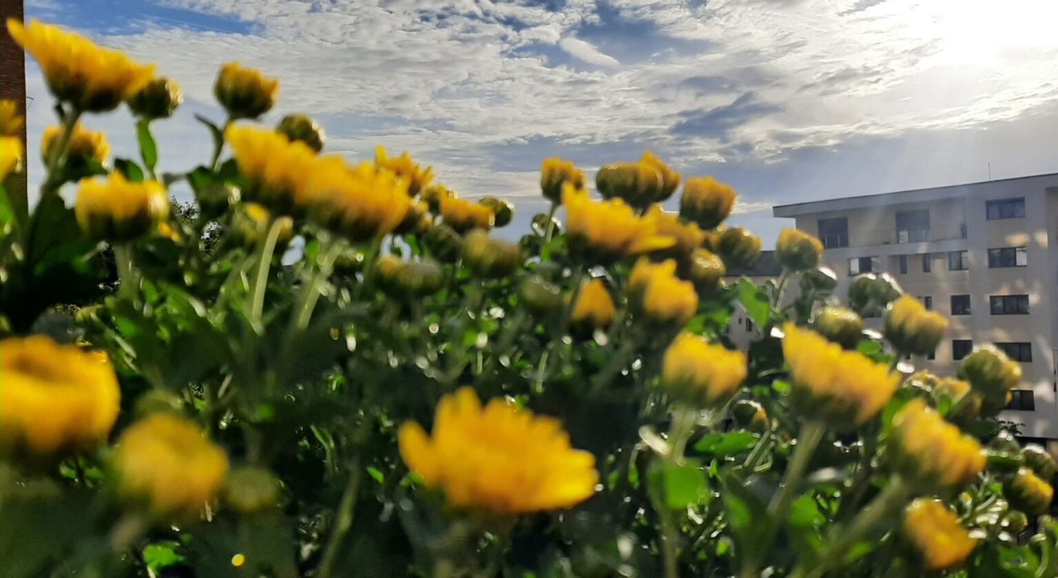 Șocuri termice la început de toamnă: Dimineți reci și zile de vară în județul Dâmbovița