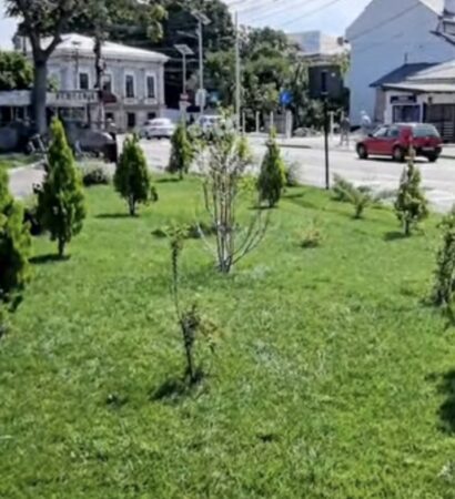Târgoviște, din ce în ce mai verde:  Mii de arbori și flori plantate, parcuri reamenajate și noi investiții în spațiile verzi