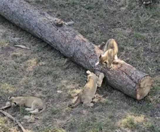 Vedetele Zoo Târgoviște: Cei trei puiuți de leu cuceresc inimile vizitatorilor
