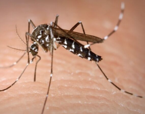 ALERTĂ: Virusul West Nile,riscuri majore pentru sănătate și chiar mortal