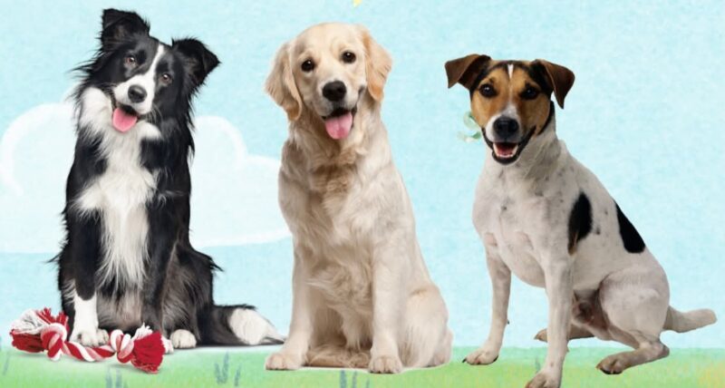 26 august – Ziua Internațională a Câinelui, cel mai loial prieten al omului