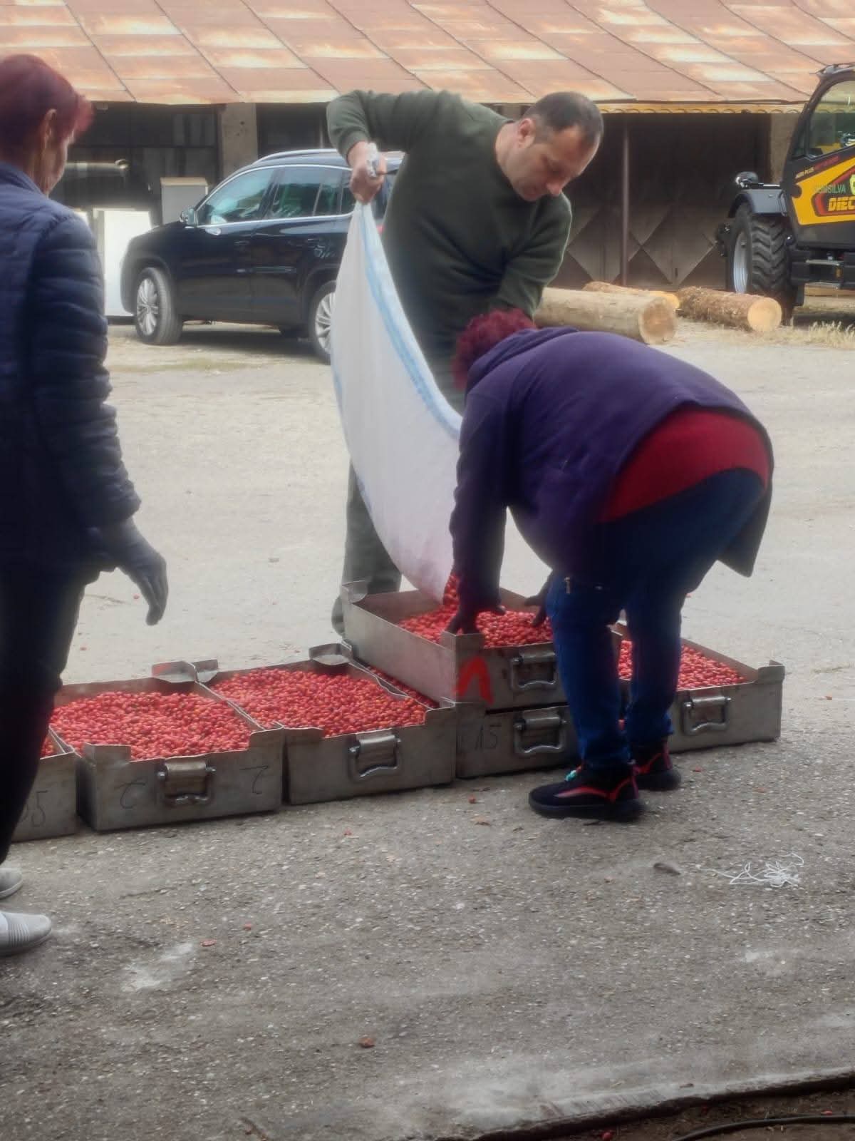 Direcția Silvică Dâmbovița a recoltat 23 de tone de măceșe, resursă valoroasă pentru sănătate