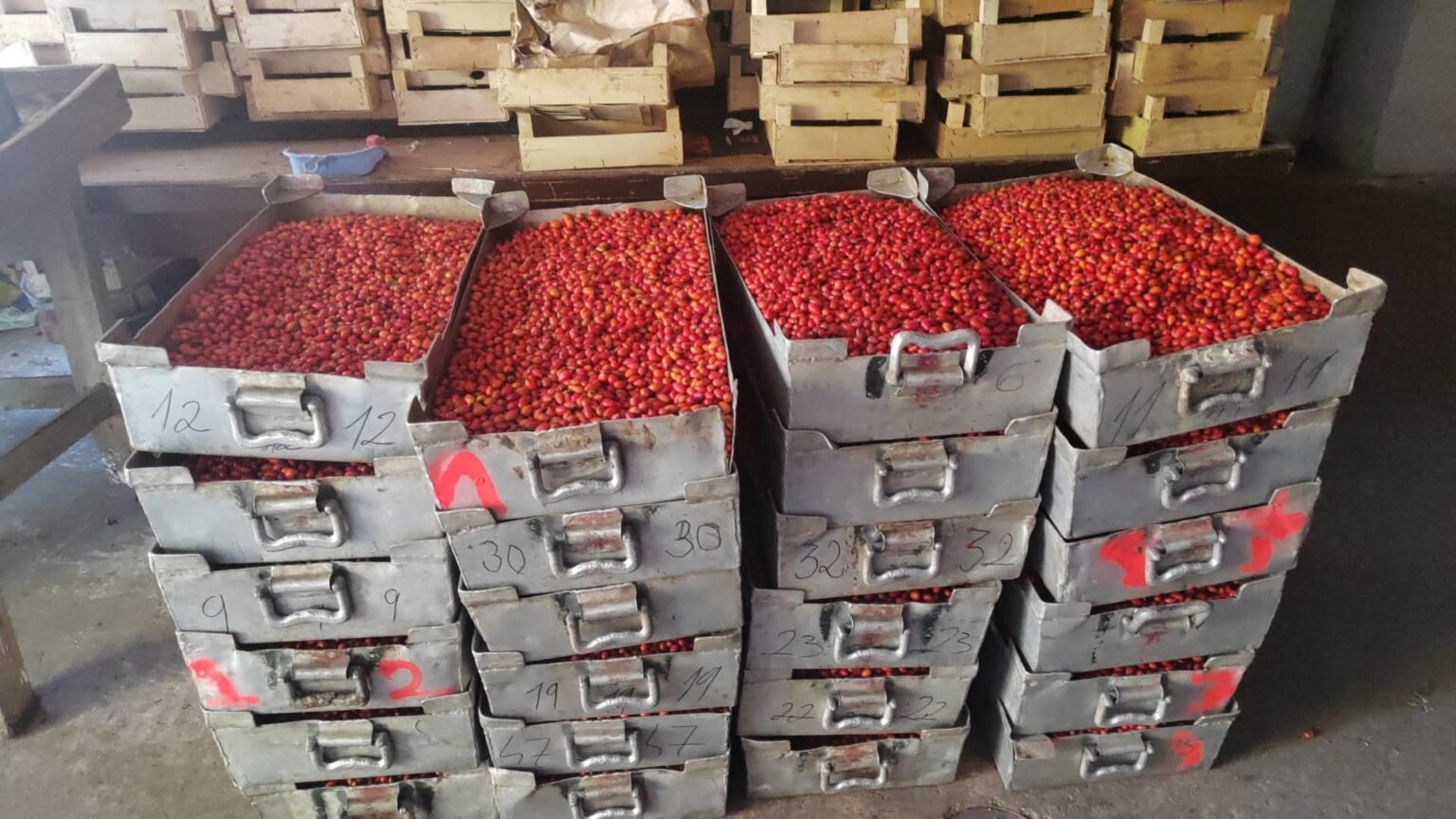 Direcția Silvică Dâmbovița a recoltat 23 de tone de măceșe, resursă valoroasă pentru sănătate Direcția Silvică Dâmbovița a recoltat 23 de tone de măceșe, resursă valoroasă pentru sănătate