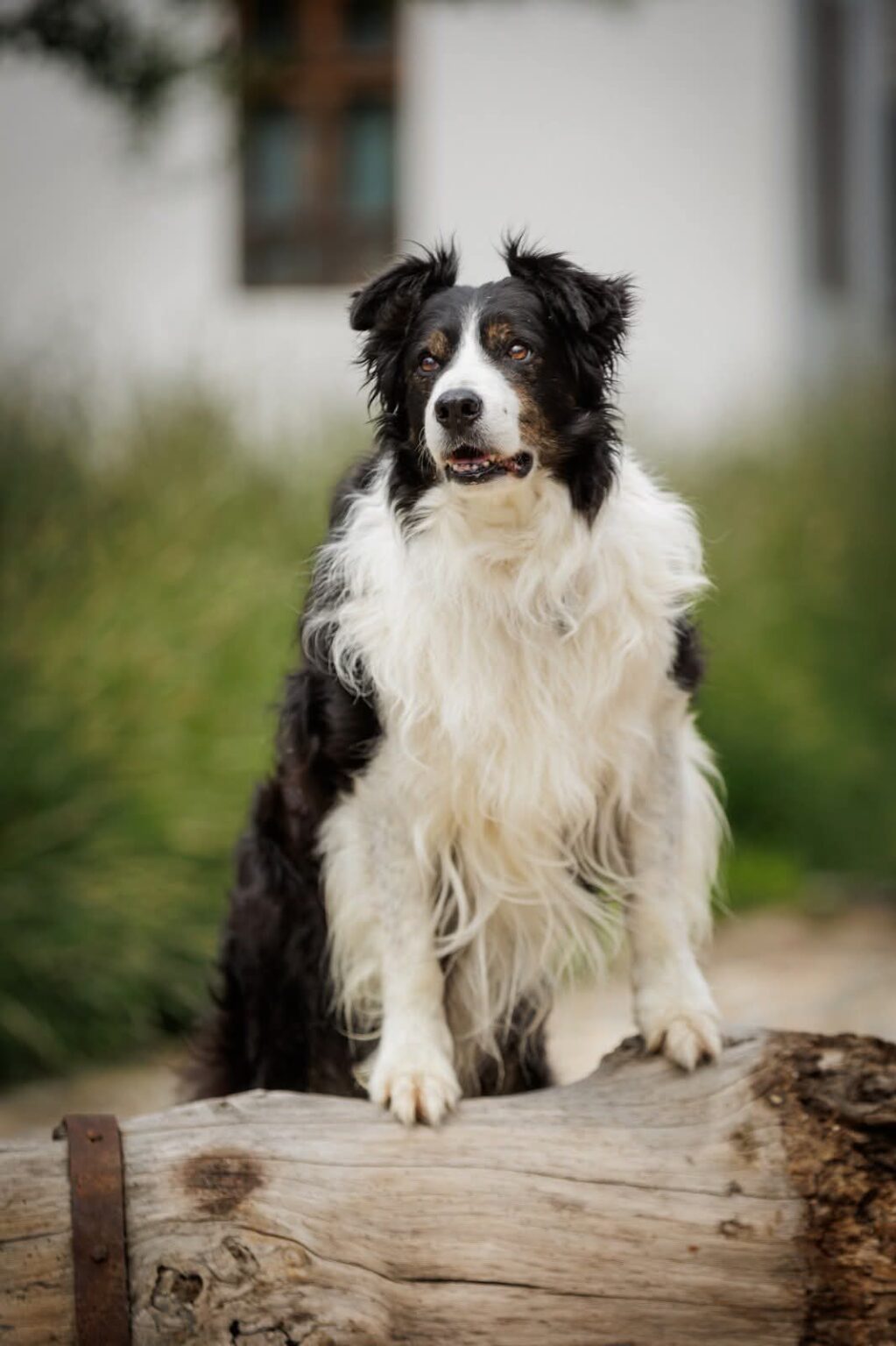 Helios, eroul canin al Salvamont Argeș, a  împlinit 13 ani!