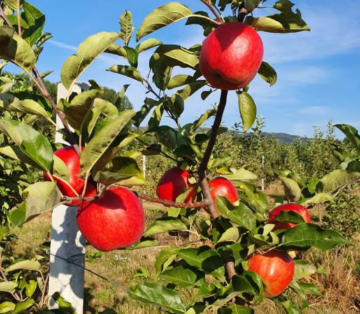 Mărul de Voinești, gustul tradiției și mândria  județului Dâmbovița 