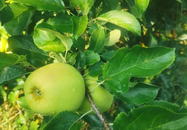 Mărul de Voinești, gustul tradiției și mândria  județului Dâmbovița 