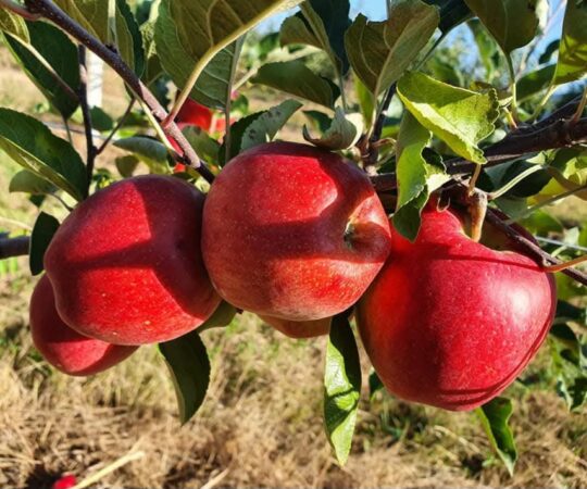 Mărul de Voinești, gustul tradiției și mândria  județului Dâmbovița 