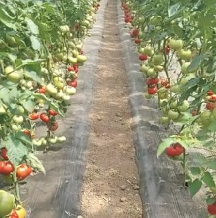 Se simplifică procedura pentru sprijinul acordat legumicultorilor: Bonurile fiscale și rapoartele Z, acceptate pentru justificarea producției