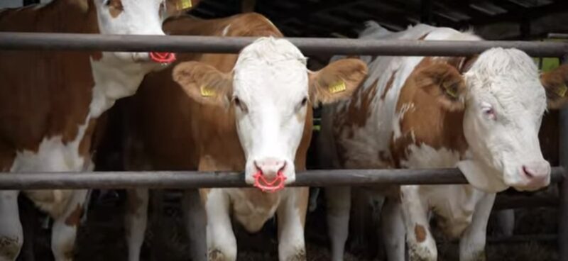 Sprijin financiar pentru crescătorii de animale: Camera Deputaților adoptă proiectul privind subvenționarea registrelor genealogice și a testelor genetice