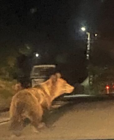 Urșii dau iama în comunele dâmbovițene