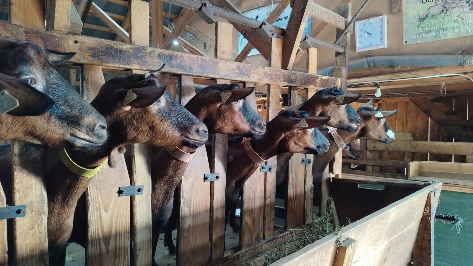 APIA primește cererile de plată pentru ajutorul de stat în sectorul creșterii animalelor