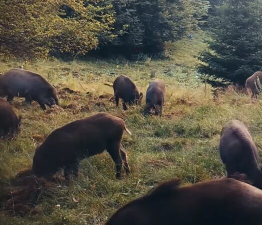 “Arheologi” cu colți și copite, surprinși în acțiune prin pădure  “Arheologi” cu colți și copite, surprinși în acțiune prin pădure