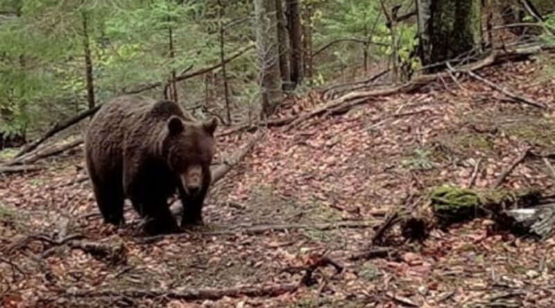 Atenție la animalele sălbatice: Recomandări pentru cetățenii care merg la cules de ciuperci l