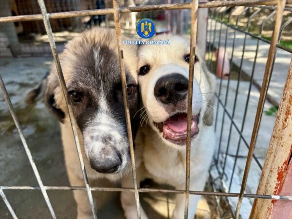  Bărbat arestat pentru schingiuirea a doi câini 