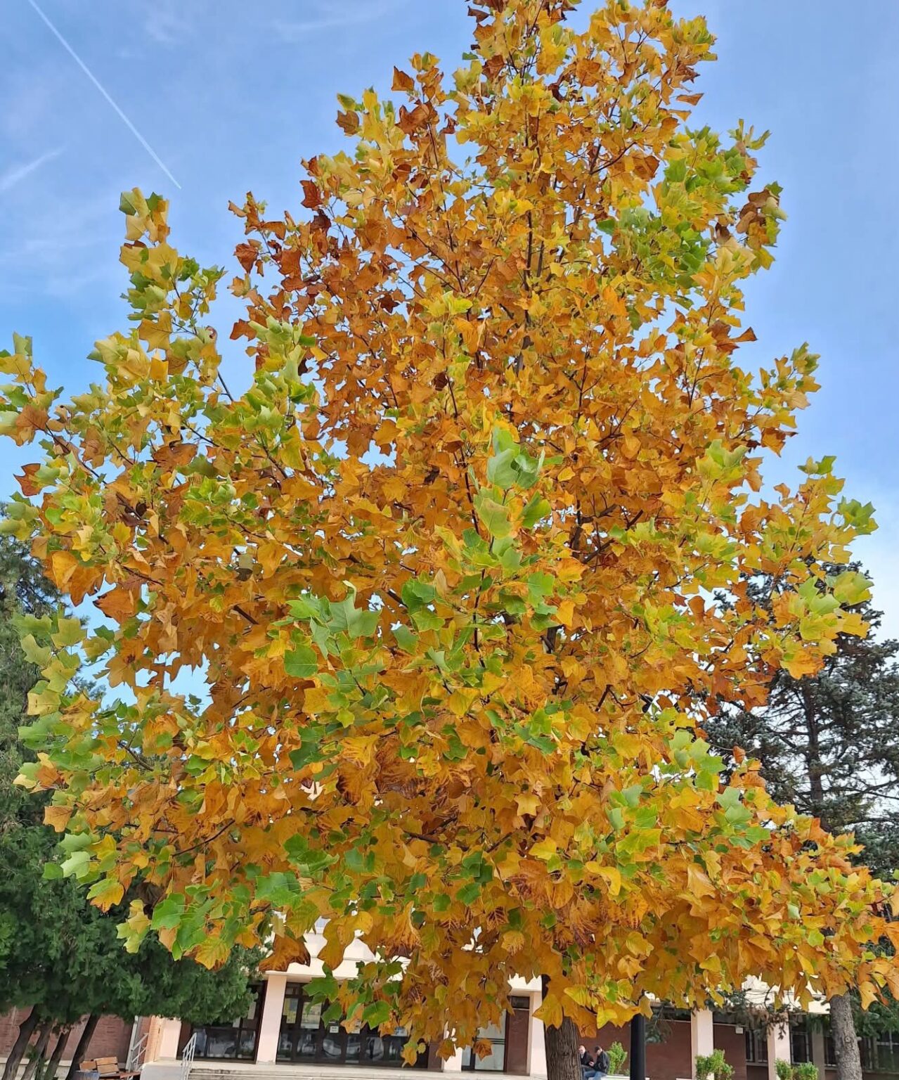 Noiembrie sau Brumar: Tradiții, obiceiuri și povești de iarnă Noiembrie sau Brumar: Tradiții, obiceiuri și povești de iarnă