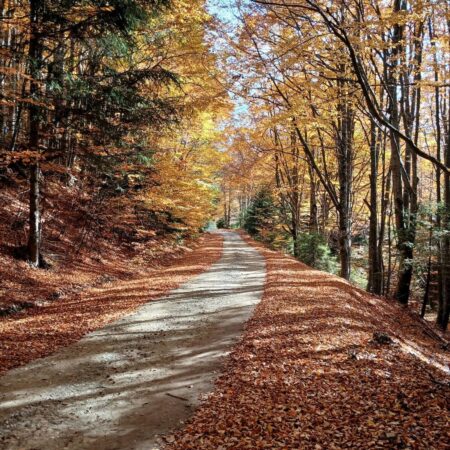 Octombrie pe final: Natura îmbracă culori pastelate Octombrie pe final: Natura îmbracă culori pastelate