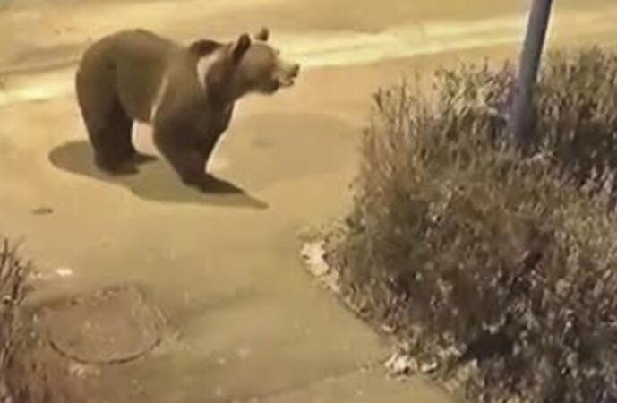 PANICĂ LÂNGĂ TÂRGOVIȘTE! URS VĂZUT ÎN VALEA VOIEVOZILOR — AUTORITĂȚILE, ÎN ALERTĂ MAXIMĂ!