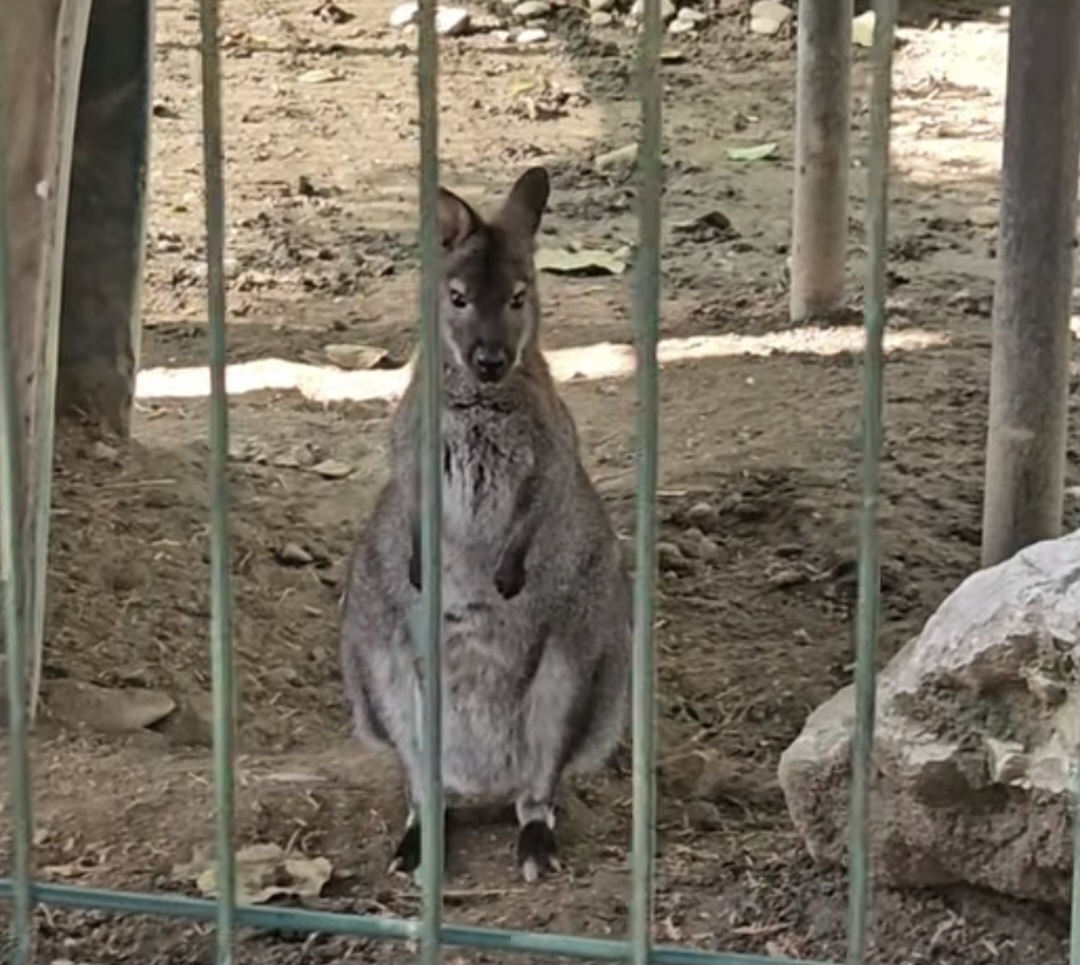 Peste 1.000 de copii au vizitat Grădina Zoologică din Târgoviște în cadrul programului „Săptămâna Verde"