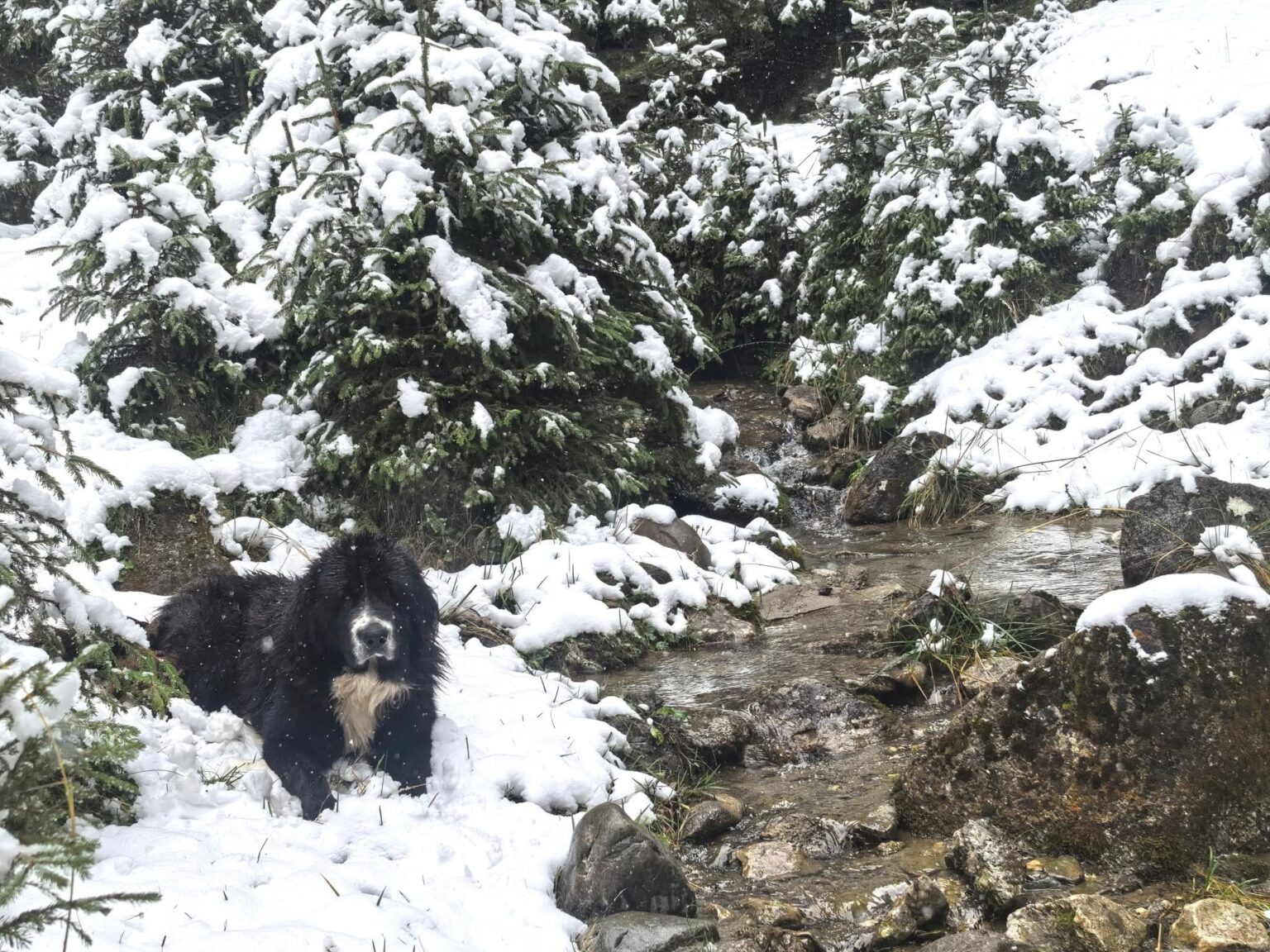 Prima ninsoare în zona înaltă Padina-Peștera! 