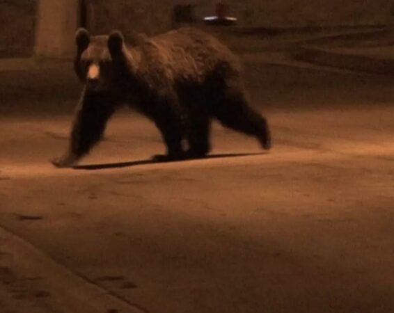 Urs semnalat în comuna Moțăieni :  Autoritățile au intervenit și au emis avertizare RO-Alert