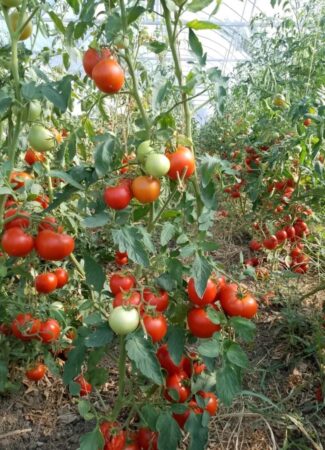 Vești bune pentru fermierii dâmbovițeni! Guvernul simplifică Programul de susținere a producției de legume cultivate în spații protejate (2025–2027)