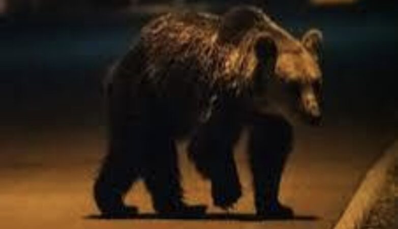 Alertă în comuna Vârfuri: Urs semnalat în apropierea gospodăriilor Alertă în comuna Vârfuri: Urs semnalat în apropierea gospodăriilor