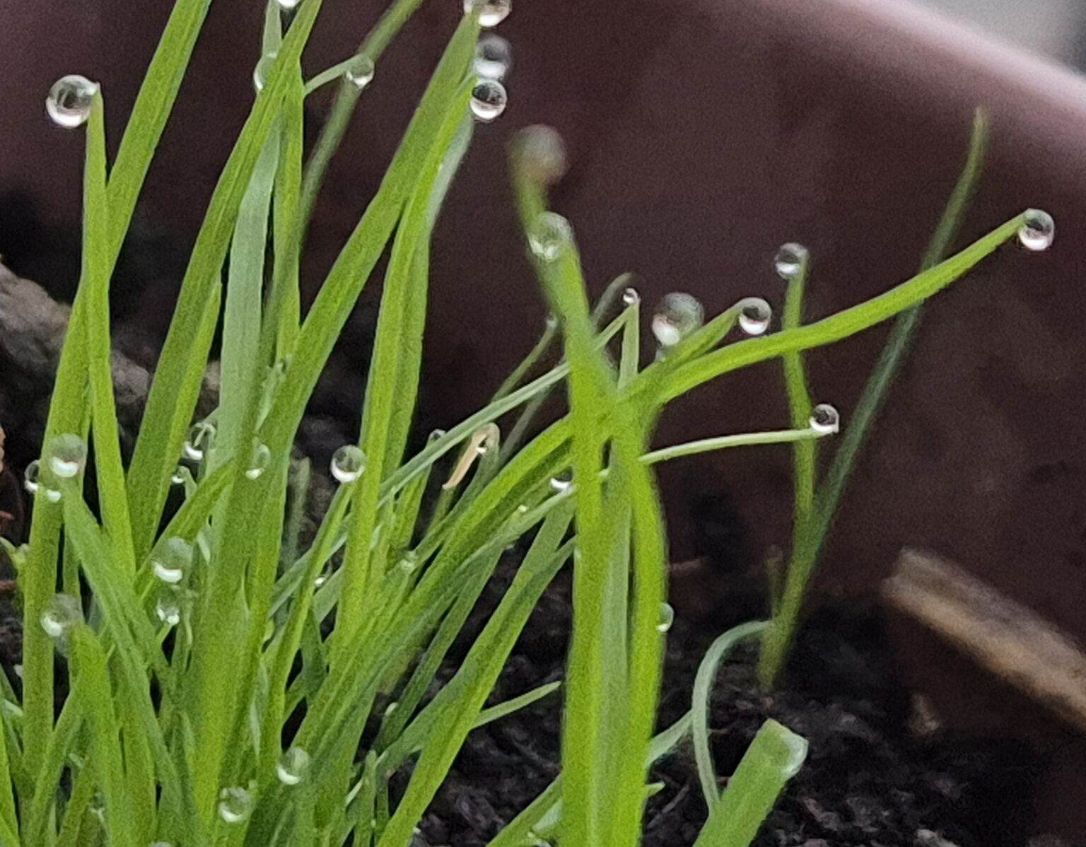 Anomalii termice, zile cu temperaturi blânde, nopți și dimineți la pragul de îngheț Anomalii termice, zile cu temperaturi blânde, nopți și dimineți la pragul de îngheț