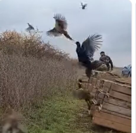 Direcția Silvică Dâmbovița repopulează pădurile cu fazani