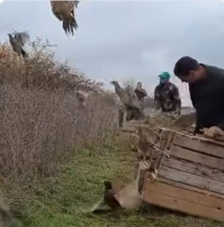 Direcția Silvică Dâmbovița repopulează pădurile cu fazani